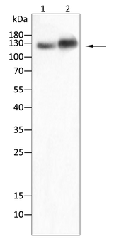 ITGAM Antibody