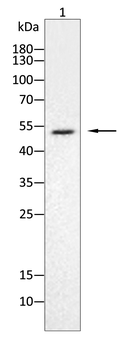 SMAD1/5/9 Antibody