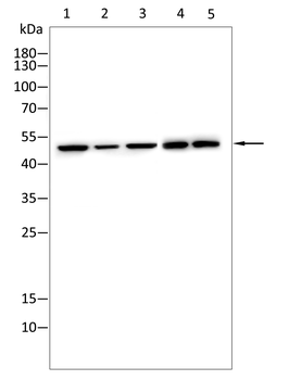 SMAD1/5/9 Antibody