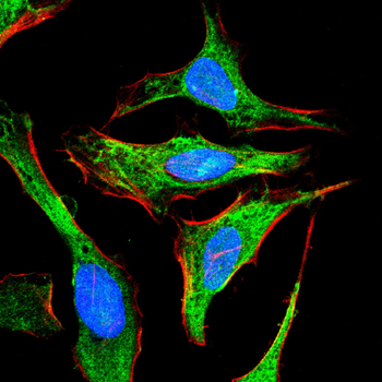 STAT1 Antibody