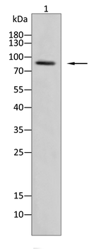 STAT1 Antibody