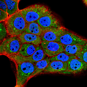 COL2A1 Antibody