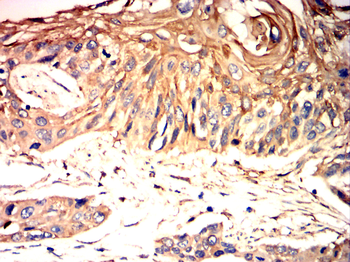 COL2A1 Antibody