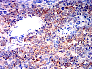 EIF2S1 Antibody