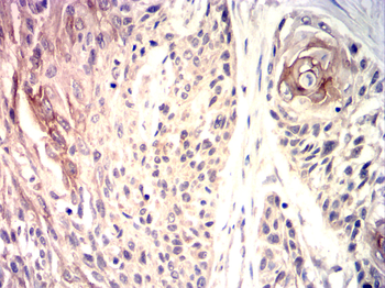 EIF2S1 Antibody