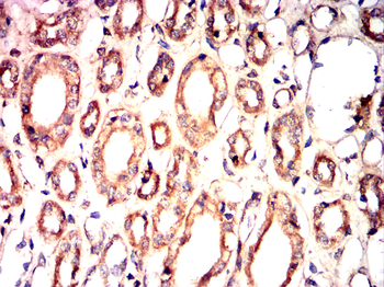 EIF2S1 Antibody