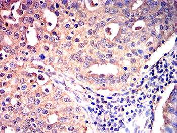 EIF2S1 Antibody