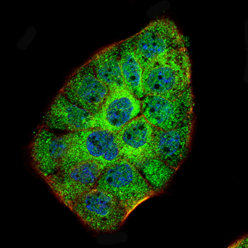 MUC2 Antibody