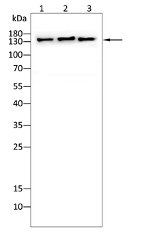 JAK1 Antibody