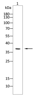 IL1B Antibody