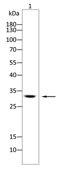 IL1B Antibody