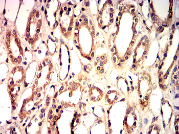 DNM1L Antibody