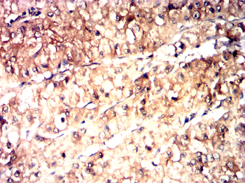 DNM1L Antibody