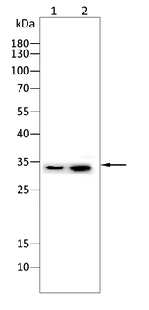 SYP Antibody