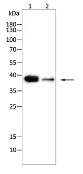 SYP Antibody