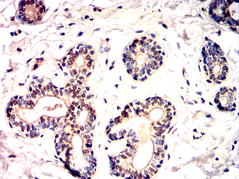 TWIST1 Antibody