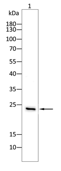 TWIST1 Antibody