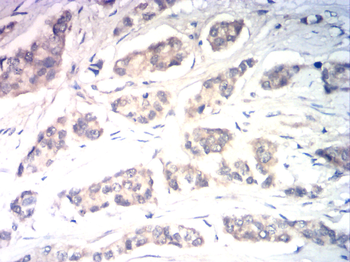 PIK3CA Antibody