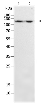 SREBF1 Antibody