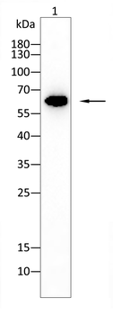 RPS6KB1 Antibody