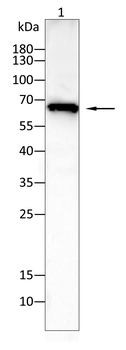 NFE2L2 Antibody