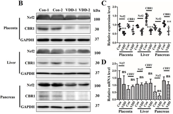 NFE2L2 Antibody