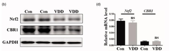 NFE2L2 Antibody