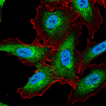 NFE2L2 Antibody