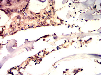 NFE2L2 Antibody
