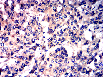 CASP8 Antibody