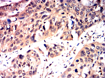 CASP8 Antibody