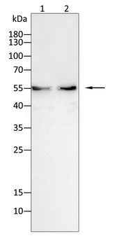 CASP8 Antibody