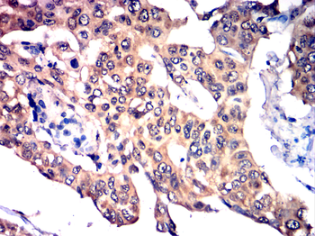 HMGB1 Antibody