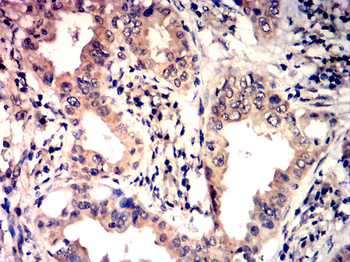 HMGB1 Antibody