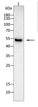 MLKL Antibody
