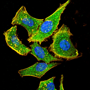 GAPDH Antibody