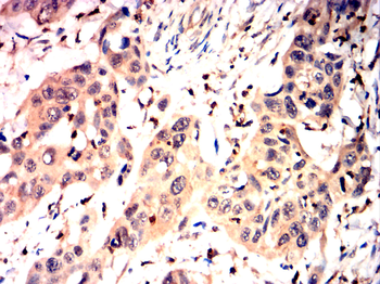 GAPDH Antibody