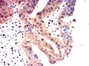 GAPDH Antibody
