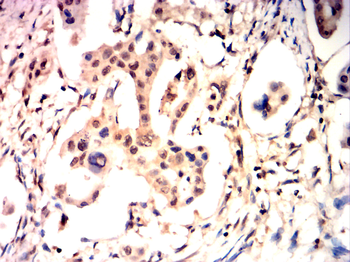 GAPDH Antibody