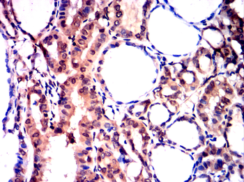 GAPDH Antibody