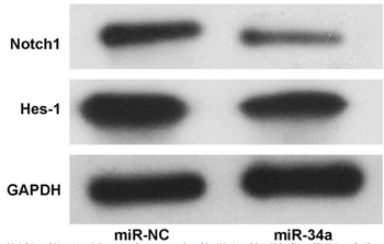 GAPDH Antibody