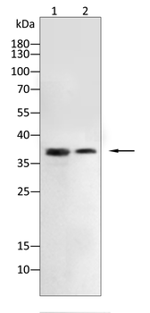 GAPDH Antibody