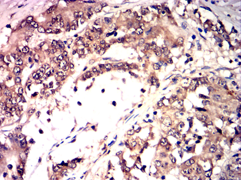 HSPA1A Antibody