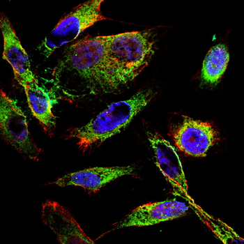 COX4I1 Antibody