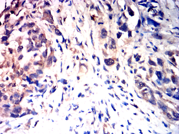 COX4I1 Antibody
