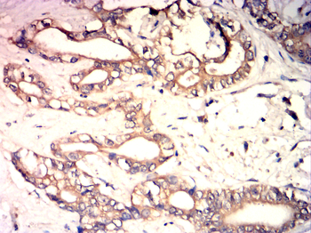 COX4I1 Antibody