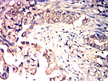 COX4I1 Antibody