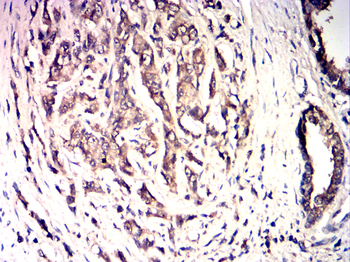 COX4I1 Antibody