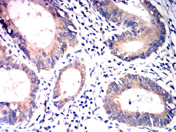 COX4I1 Antibody