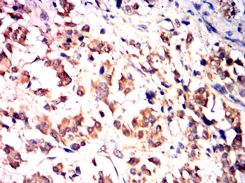 COX4I1 Antibody
